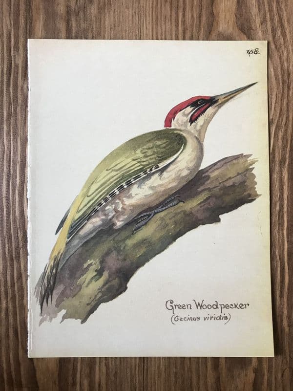 Green Woodpecker - Country Diary of an Edwardian Lady - Book Page -
