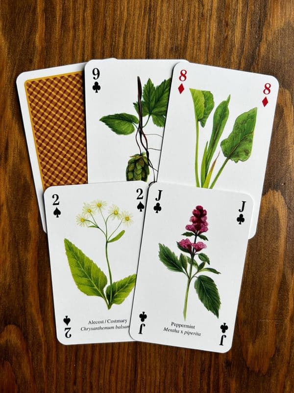 Herbs  - 5 Playing Cards