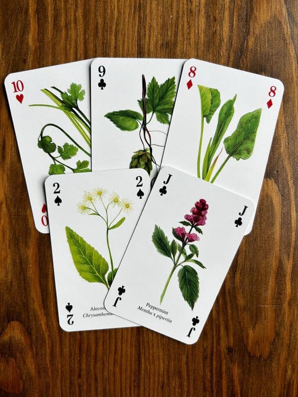 Herbs - 5 Playing Cards