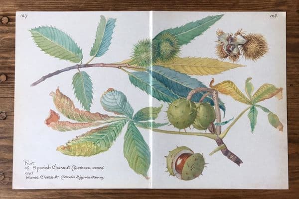 Horse Chestnut - Country Diary of an Edwardian Lady - Book Page