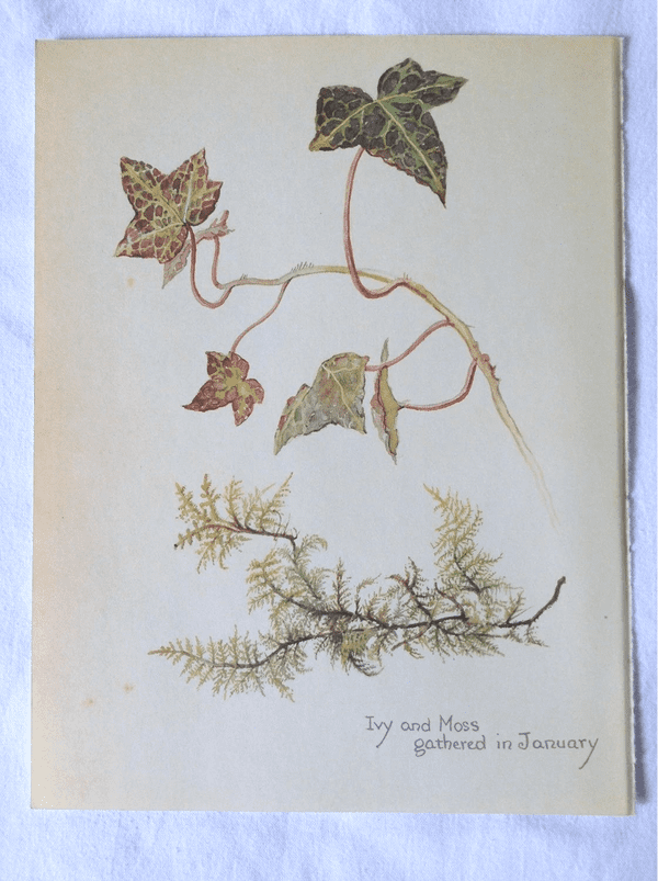 January - Nature Notes of an Edwardian Lady - Book Page