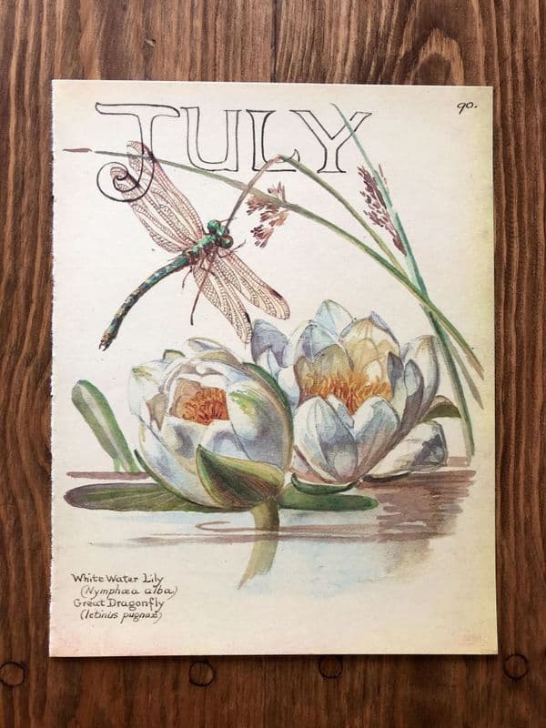 July - Country Diary of an Edwardian Lady - Book Page -