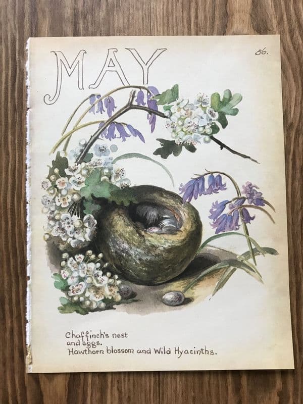May - Country Diary of an Edwardian Lady - Book Page -