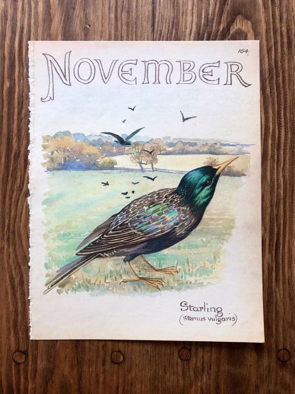 November - Country Diary of an Edwardian Lady - Book Page -