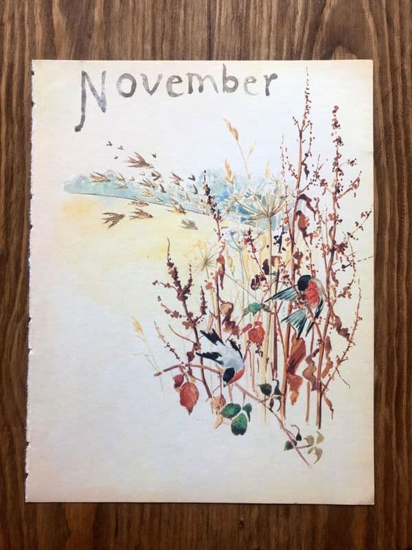 November - Nature Notes of an Edwardian Lady - Book Page