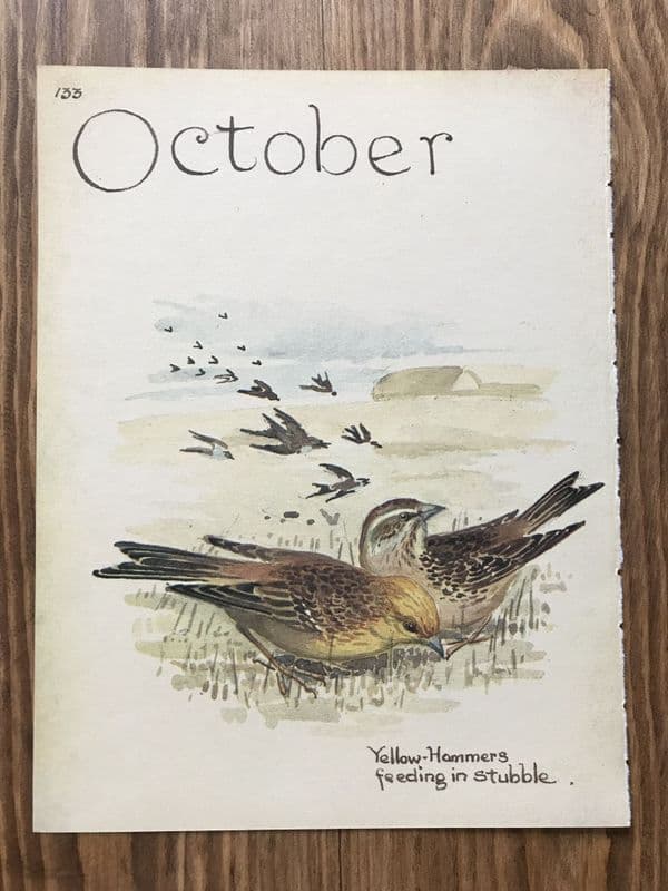 October - Country Diary of an Edwardian Lady - Book Page