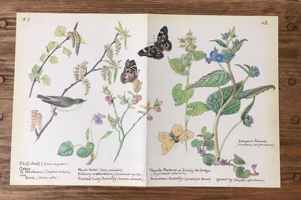 Painted Lady - Country Diary of an Edwardian Lady - Book Page