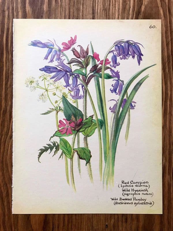 Red Campion - Country Diary of an Edwardian Lady - Book Page