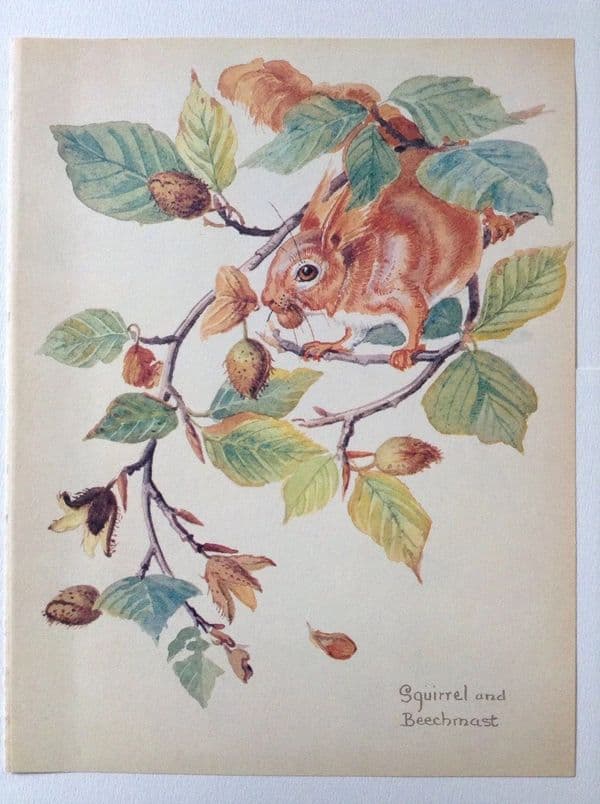 Red Squirrel - Nature Notes of an Edwardian Lady - Book Page