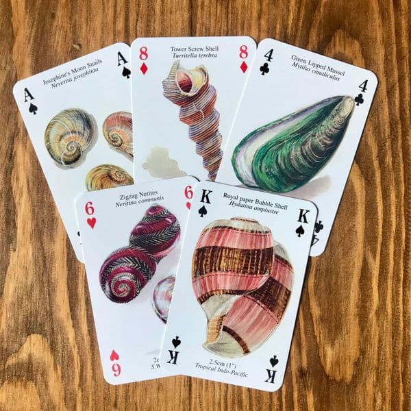 Seashells - 5 Playing Cards