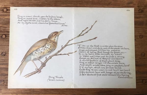 Song Thrush - Country Diary of an Edwardian Lady - Book Page -