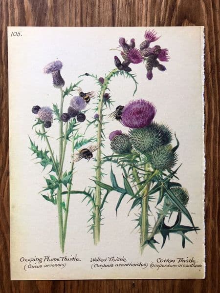 Thistles - Country Diary of an Edwardian Lady - Book Page