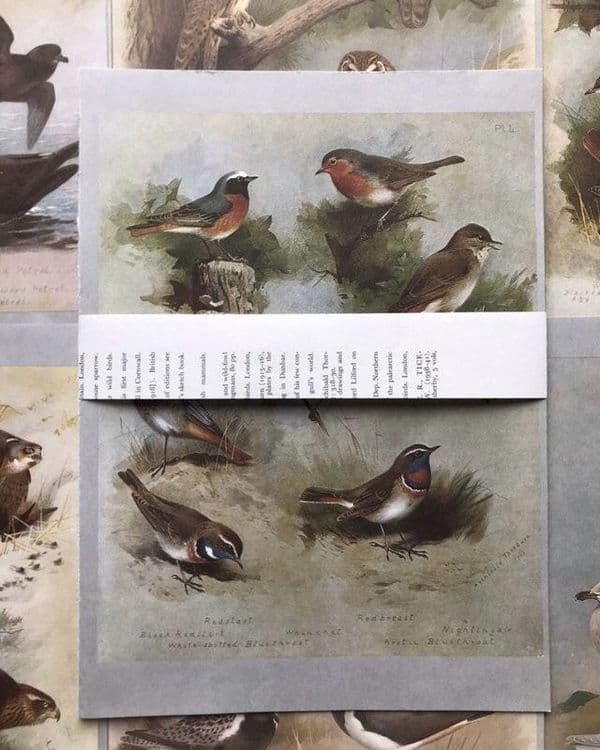 Thorburn's Birds - 5 Book Pages