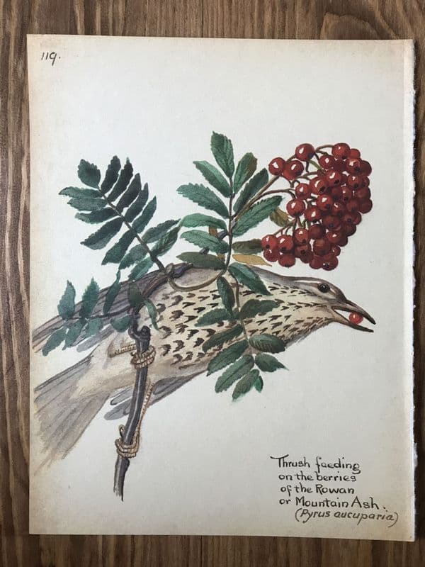 Thrush - Country Diary of an Edwardian Lady - Book Page -