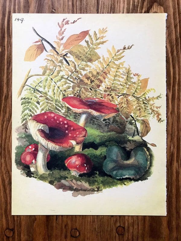 Toadstools - Country Diary of an Edwardian Lady - Book Page