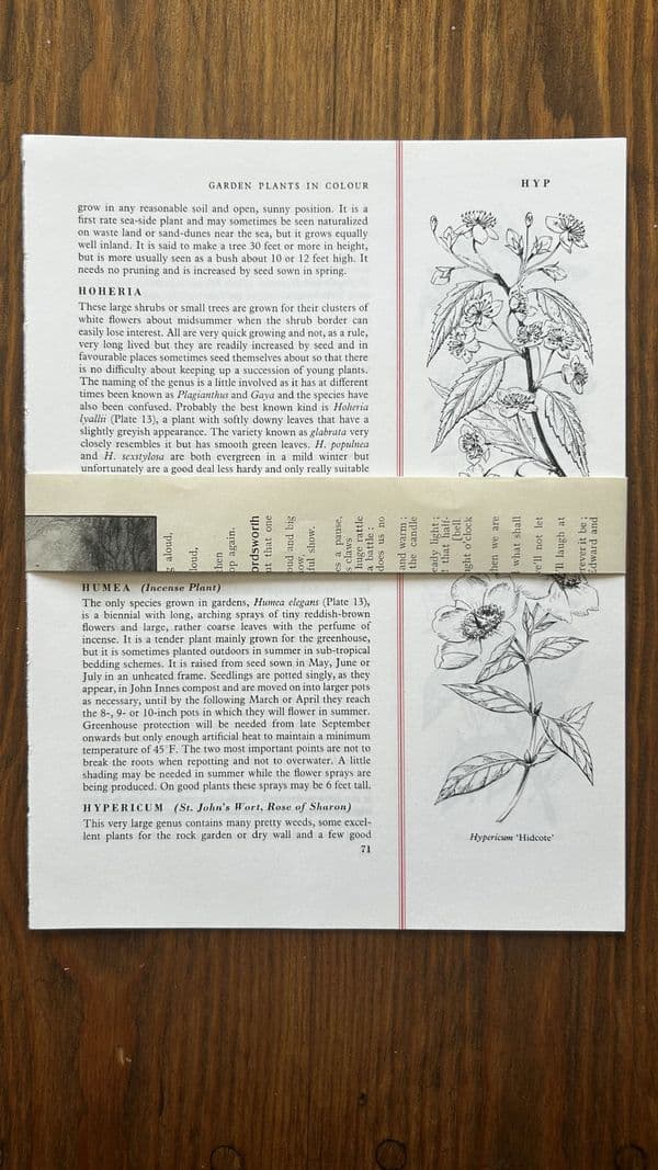 Treasury of Flowers & Plants - 5 Book Pages