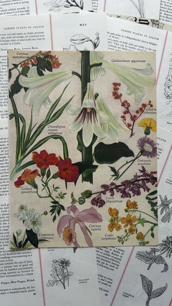 Treasury of Flowers & Plants - 5 Book Pages