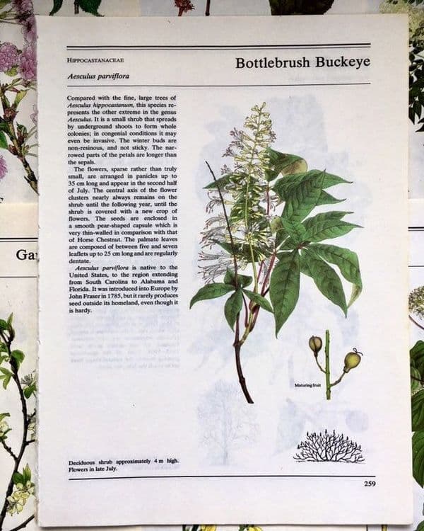 Trees and Shrubs - 5 Book Pages -