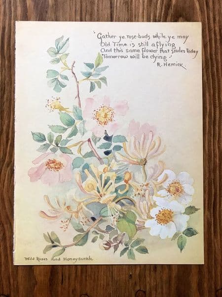 Wild Roses - Country Diary of an Edwardian Lady - Book Page