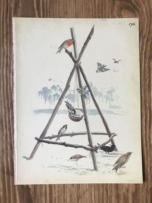 Winter Birds - Country Diary of an Edwardian Lady - Book Page