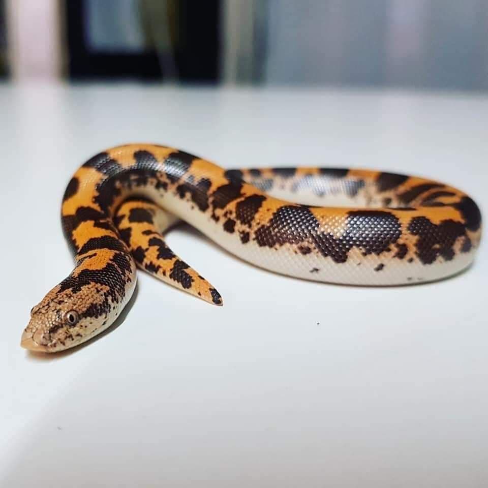 Kenyan Sand Boa