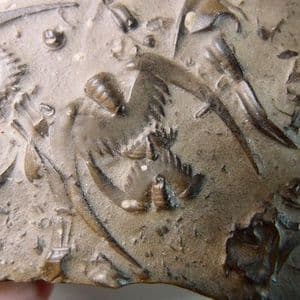 'BATSTONE' (TRILOBITE SECTIONS)  - 500 million years old  -  China