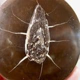 'BEETLE STONE' (FISH COPROLITE PRESERVED IN IRONSTONE NODULE) - Cut and polished - Edinburgh