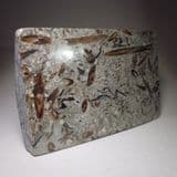 'BELEMNITE MARBLE' (cut and polished) - 190 million years old - Charmouth, Dorset (archive)