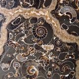 'MARSTON MARBLE' (Jurassic ammonites preserved in a nodule) (cut and polished) - Somerset