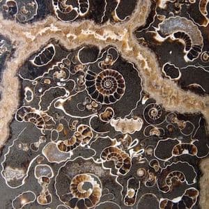'MARSTON MARBLE' (Jurassic ammonites preserved in a nodule) (cut and polished) - Somerset