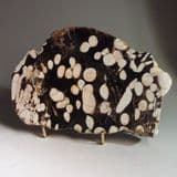 'PEANUT' FOSSILISED WOOD (CUT AND POLISHED SLAB) - 70 million years old - Western Australia