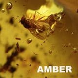 AMBER - INCLUDING AMBER CONTAINING INSECTS AND SPIDERS