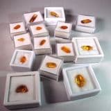 AMBER WITH A FOSSIL INSECT - 40 million years old - Baltic