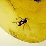 AMBER WITH A FOSSIL INSECT - 40 million years old - Baltic Coast