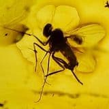 AMBER WITH TWO FOSSIL INSECTS - 40 million years old - Baltic