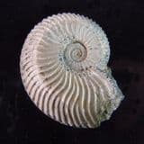 AMMONITE FROM THE SPEETON CLAY - Yorkshire