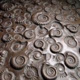 AMMONITE PLAQUE (Cast using real Jurassic ammonites) (second hand)