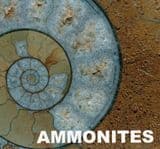 AMMONITES AND THEIR RELATIVES