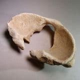 ATLAS VERTEBRA OF A WOOLLY RHINOCEROS - about 40,000 years old - Abingdon, Oxfordshire