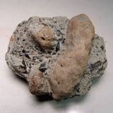 AUST BONE BED - 210 million years old - Gloucestershire