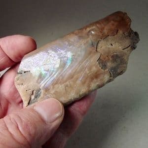 BACULITES (HETEROMORPH AMMONITE) - South Dakota, USA