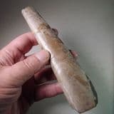 BACULITES (HETEROMORPH AMMONITE) - South Dakota, USA