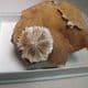 BARITE CRYSTALS   - Isle of Sheppey, Kent