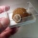 BARITE CRYSTALS   - Isle of Sheppey, Kent