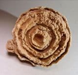 BARITE SAND CONCRETION (pseudo stromatolite) - Morocco
