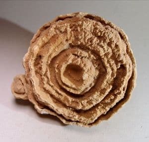 BARITE SAND CONCRETION (pseudo stromatolite) - Morocco