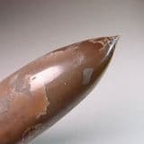 BELEMNITE FROM THE SPEETON CLAY - Yorkshire