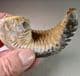 BIZARRE CRETACEOUS FOSSIL OYSTER -  95 million years old - Madagascar