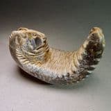 BIZARRE CRETACEOUS FOSSIL OYSTER -  95 million years old - Madagascar