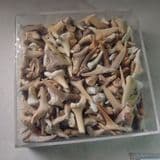 BOX OF FOSSIL SHARKS TEETH - 55 million years old - Morocco